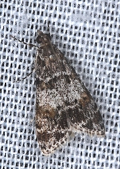 Eudonia protorthra