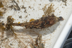 Styela montereyensis