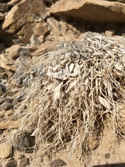 Physaria newberryi yesicola