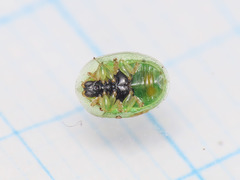 Cassida margaritacea