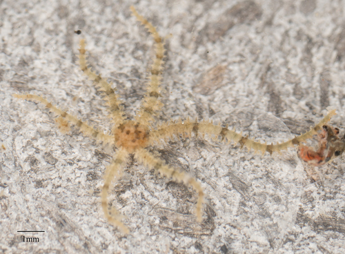 Ophiactis savignyi
