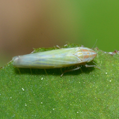 Dikraneura angustata