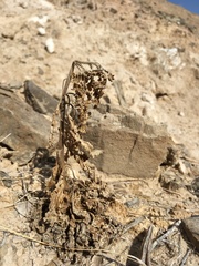 Phacelia sivinskii