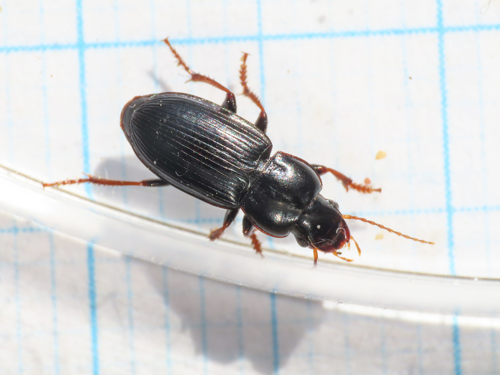 Harpalus sulphuripes