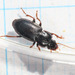 Harpalus sulphuripes - Photo (c) Emanuele Santarelli, some rights reserved (CC BY-SA), uploaded by Emanuele Santarelli