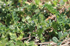 Veronica hederifolia
