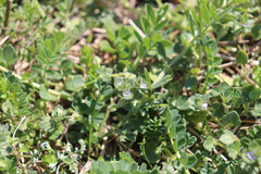Veronica hederifolia