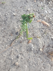 Spermacoce verticillata