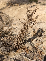 Phacelia sivinskii