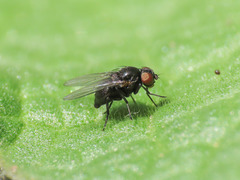Agromyzinae