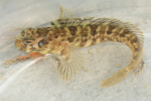 Hypsoblennius jenkinsi