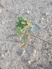 Spermacoce verticillata