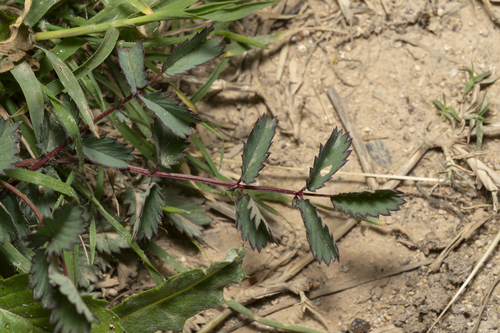 Image of Sanguisorba verrucosa by (c) Eleftherios Katsillis, some rights reserved (CC BY)