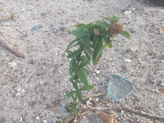 Spermacoce verticillata