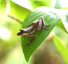 Polypedates cruciger