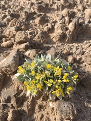 Physaria newberryi yesicola
