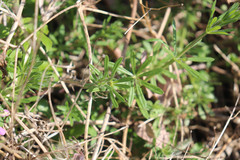 Galium aparine
