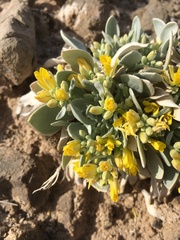 Physaria newberryi yesicola