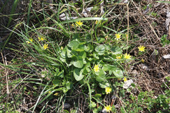Ficaria verna
