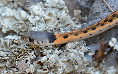 Thamnophis cyrtopsis collaris