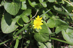 Ficaria verna