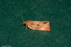 Pyrgotis eudorana