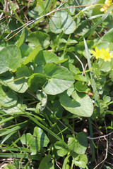 Ficaria verna