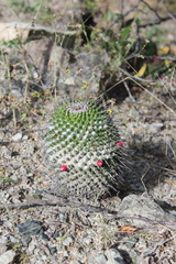 Mammillaria carnea
