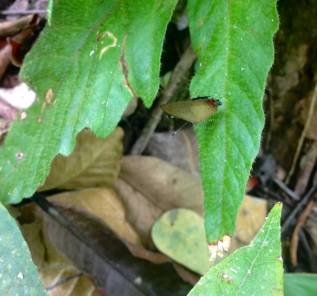 Calycopis pisis