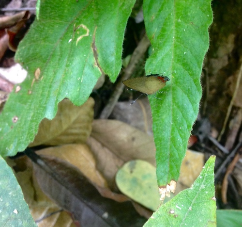 Calycopis pisis