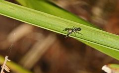 Ligonipes lacertosus