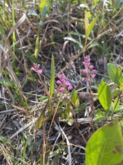 Polygala crenata