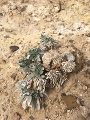 Physaria newberryi yesicola