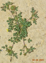 Medicago laciniata