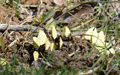 Abaeis salome jamapa