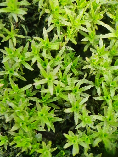 Image of Timmia megapolitana by no rights reserved