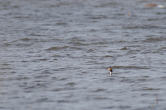 Podiceps cristatus