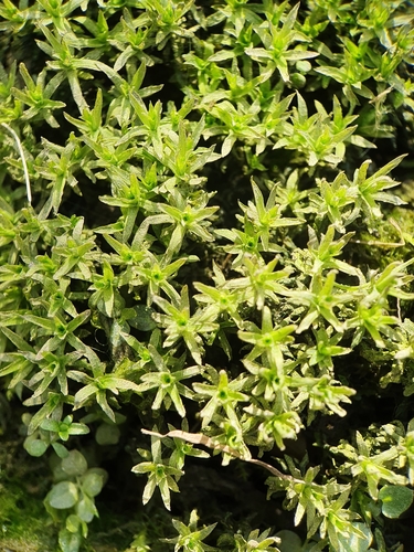 Image of Timmia megapolitana by no rights reserved