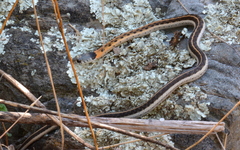 Thamnophis cyrtopsis collaris