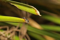 Ligonipes lacertosus