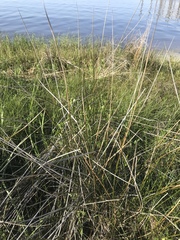 Juncus roemerianus