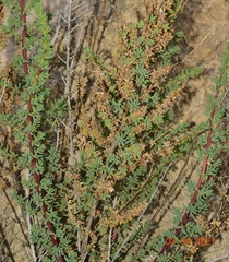 Salsola papillosa
