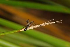 Ligonipes lacertosus