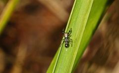 Ligonipes lacertosus