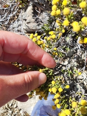 Helichrysum parvifolium