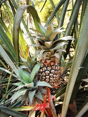 Ananas