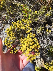 Helichrysum parvifolium