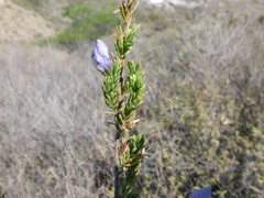 Leucophyllum pringlei