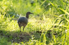 Crypturellus undulatus