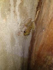 Craugastor yucatanensis